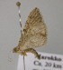  ( - BC ZSM Lep 21028)  @12 [ ] CreativeCommons - Attribution Non-Commercial Share-Alike (2010) Unspecified SNSB, Zoologische Staatssammlung Muenchen