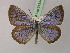  ( - BC ZSM Lep 21534)  @11 [ ] CreativeCommons - Attribution Non-Commercial Share-Alike (2010) Unspecified SNSB, Zoologische Staatssammlung Muenchen