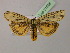  ( - BC ZSM Lep 21598)  @14 [ ] CreativeCommons - Attribution Non-Commercial Share-Alike (2010) Unspecified SNSB, Zoologische Staatssammlung Muenchen
