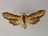  ( - BC ZSM Lep 21639)  @11 [ ] CreativeCommons - Attribution Non-Commercial Share-Alike (2010) Unspecified SNSB, Zoologische Staatssammlung Muenchen