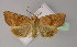  ( - BC ZSM Lep 21646)  @13 [ ] CreativeCommons - Attribution Non-Commercial Share-Alike (2010) Unspecified SNSB, Zoologische Staatssammlung Muenchen