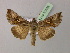  ( - BC ZSM Lep 21662)  @13 [ ] CreativeCommons - Attribution Non-Commercial Share-Alike (2010) Unspecified SNSB, Zoologische Staatssammlung Muenchen
