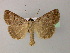  ( - BC ZSM Lep 21670)  @14 [ ] CreativeCommons - Attribution Non-Commercial Share-Alike (2010) Unspecified SNSB, Zoologische Staatssammlung Muenchen