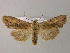 ( - BC ZSM Lep 21707)  @14 [ ] CreativeCommons - Attribution Non-Commercial Share-Alike (2010) Unspecified SNSB, Zoologische Staatssammlung Muenchen