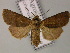  ( - BC ZSM Lep 21722)  @14 [ ] CreativeCommons - Attribution Non-Commercial Share-Alike (2010) Unspecified SNSB, Zoologische Staatssammlung Muenchen