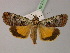  ( - BC ZSM Lep 21729)  @14 [ ] CreativeCommons - Attribution Non-Commercial Share-Alike (2010) Unspecified SNSB, Zoologische Staatssammlung Muenchen