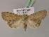  ( - BC ZSM Lep 21737)  @11 [ ] CreativeCommons - Attribution Non-Commercial Share-Alike (2010) Unspecified SNSB, Zoologische Staatssammlung Muenchen