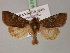  ( - BC ZSM Lep 21741)  @13 [ ] CreativeCommons - Attribution Non-Commercial Share-Alike (2010) Unspecified SNSB, Zoologische Staatssammlung Muenchen