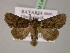  ( - BC ZSM Lep 21744)  @13 [ ] CreativeCommons - Attribution Non-Commercial Share-Alike (2010) Unspecified SNSB, Zoologische Staatssammlung Muenchen