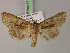  ( - BC ZSM Lep 21752)  @11 [ ] CreativeCommons - Attribution Non-Commercial Share-Alike (2010) Unspecified SNSB, Zoologische Staatssammlung Muenchen