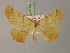  ( - BC ZSM Lep 21774)  @14 [ ] CreativeCommons - Attribution Non-Commercial Share-Alike (2010) Unspecified SNSB, Zoologische Staatssammlung Muenchen
