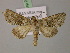  ( - BC ZSM Lep 21775)  @14 [ ] CreativeCommons - Attribution Non-Commercial Share-Alike (2010) Unspecified SNSB, Zoologische Staatssammlung Muenchen