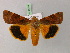  ( - BC ZSM Lep 21784)  @14 [ ] CreativeCommons - Attribution Non-Commercial Share-Alike (2010) Unspecified SNSB, Zoologische Staatssammlung Muenchen