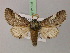  ( - BC ZSM Lep 21825)  @14 [ ] CreativeCommons - Attribution Non-Commercial Share-Alike (2010) Unspecified SNSB, Zoologische Staatssammlung Muenchen