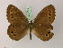  ( - BC ZSM Lep 21845)  @13 [ ] CreativeCommons - Attribution Non-Commercial Share-Alike (2010) Unspecified SNSB, Zoologische Staatssammlung Muenchen