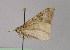  ( - BC ZSM Lep 21871)  @11 [ ] CreativeCommons - Attribution Non-Commercial Share-Alike (2010) Unspecified SNSB, Zoologische Staatssammlung Muenchen