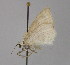  ( - BC ZSM Lep 21880)  @12 [ ] CreativeCommons - Attribution Non-Commercial Share-Alike (2010) Unspecified SNSB, Zoologische Staatssammlung Muenchen