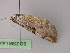  ( - BC ZSM Lep 21882)  @12 [ ] CreativeCommons - Attribution Non-Commercial Share-Alike (2010) Unspecified SNSB, Zoologische Staatssammlung Muenchen