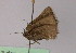  ( - BC ZSM Lep 21898)  @13 [ ] CreativeCommons - Attribution Non-Commercial Share-Alike (2010) Unspecified SNSB, Zoologische Staatssammlung Muenchen