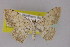  ( - BC ZSM Lep 21902)  @11 [ ] CreativeCommons - Attribution Non-Commercial Share-Alike (2010) Unspecified SNSB, Zoologische Staatssammlung Muenchen