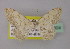  ( - BC ZSM Lep 21904)  @11 [ ] CreativeCommons - Attribution Non-Commercial Share-Alike (2010) Unspecified SNSB, Zoologische Staatssammlung Muenchen