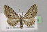  (Eupithecia jizlensis - BC ZSM Lep 21909)  @14 [ ] CreativeCommons - Attribution Non-Commercial Share-Alike (2010) Unspecified SNSB, Zoologische Staatssammlung Muenchen