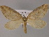  ( - BC ZSM Lep 21920)  @11 [ ] CreativeCommons - Attribution Non-Commercial Share-Alike (2010) Unspecified SNSB, Zoologische Staatssammlung Muenchen