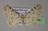  (Eupithecia carpophagata - BC ZSM Lep 21941)  @15 [ ] CreativeCommons - Attribution Non-Commercial Share-Alike (2010) Unspecified SNSB, Zoologische Staatssammlung Muenchen