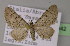  (Eupithecia silenicolata - BC ZSM Lep 21942)  @13 [ ] CreativeCommons - Attribution Non-Commercial Share-Alike (2010) Unspecified SNSB, Zoologische Staatssammlung Muenchen