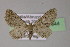  (Eupithecia alliaria - BC ZSM Lep 21944)  @14 [ ] CreativeCommons - Attribution Non-Commercial Share-Alike (2010) Unspecified SNSB, Zoologische Staatssammlung Muenchen