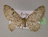  ( - BC ZSM Lep 21947)  @11 [ ] CreativeCommons - Attribution Non-Commercial Share-Alike (2010) Unspecified SNSB, Zoologische Staatssammlung Muenchen