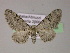  (Eupithecia pimpinellata - BC ZSM Lep 21948)  @14 [ ] CreativeCommons - Attribution Non-Commercial Share-Alike (2010) Unspecified SNSB, Zoologische Staatssammlung Muenchen