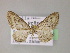  ( - BC ZSM Lep 21959)  @14 [ ] CreativeCommons - Attribution Non-Commercial Share-Alike (2010) Unspecified SNSB, Zoologische Staatssammlung Muenchen