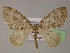  ( - BC ZSM Lep 21961)  @11 [ ] CreativeCommons - Attribution Non-Commercial Share-Alike (2010) Unspecified SNSB, Zoologische Staatssammlung Muenchen