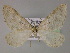  (Colostygia sericeata - BC ZSM Lep 21972)  @14 [ ] CreativeCommons - Attribution Non-Commercial Share-Alike (2010) Unspecified SNSB, Zoologische Staatssammlung Muenchen