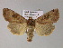  (Xestia baja - BC ZSM Lep 21993)  @14 [ ] CreativeCommons - Attribution Non-Commercial Share-Alike (2010) Unspecified SNSB, Zoologische Staatssammlung Muenchen