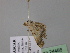  ( - BC ZSM Lep 24486)  @12 [ ] CreativeCommons - Attribution Non-Commercial Share-Alike (2010) Unspecified SNSB, Zoologische Staatssammlung Muenchen