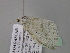  ( - BC ZSM Lep 24488)  @11 [ ] CreativeCommons - Attribution Non-Commercial Share-Alike (2010) Unspecified SNSB, Zoologische Staatssammlung Muenchen