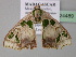  ( - BC ZSM Lep 24489)  @11 [ ] CreativeCommons - Attribution Non-Commercial Share-Alike (2010) Unspecified SNSB, Zoologische Staatssammlung Muenchen