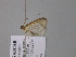  ( - BC ZSM Lep 24499)  @11 [ ] CreativeCommons - Attribution Non-Commercial Share-Alike (2010) Unspecified SNSB, Zoologische Staatssammlung Muenchen