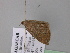  ( - BC ZSM Lep 24502)  @11 [ ] CreativeCommons - Attribution Non-Commercial Share-Alike (2010) Unspecified SNSB, Zoologische Staatssammlung Muenchen