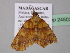  ( - BC ZSM Lep 24503)  @11 [ ] CreativeCommons - Attribution Non-Commercial Share-Alike (2010) Unspecified SNSB, Zoologische Staatssammlung Muenchen