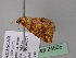  ( - BC ZSM Lep 24505)  @11 [ ] CreativeCommons - Attribution Non-Commercial Share-Alike (2010) Unspecified SNSB, Zoologische Staatssammlung Muenchen
