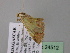  ( - BC ZSM Lep 24512)  @11 [ ] CreativeCommons - Attribution Non-Commercial Share-Alike (2010) Unspecified SNSB, Zoologische Staatssammlung Muenchen