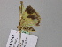  ( - BC ZSM Lep 24513)  @11 [ ] CreativeCommons - Attribution Non-Commercial Share-Alike (2010) Unspecified SNSB, Zoologische Staatssammlung Muenchen