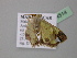  (Zamarada oxybeles - BC ZSM Lep 24514)  @11 [ ] CreativeCommons - Attribution Non-Commercial Share-Alike (2010) Unspecified SNSB, Zoologische Staatssammlung Muenchen