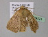  (Eupsamma insulariaAH01Md - BC ZSM Lep 24521)  @11 [ ] CreativeCommons - Attribution Non-Commercial Share-Alike (2010) Unspecified SNSB, Zoologische Staatssammlung Muenchen