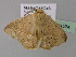  ( - BC ZSM Lep 24524)  @11 [ ] CreativeCommons - Attribution Non-Commercial Share-Alike (2010) Unspecified SNSB, Zoologische Staatssammlung Muenchen