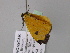  ( - BC ZSM Lep 24527)  @11 [ ] CreativeCommons - Attribution Non-Commercial Share-Alike (2010) Unspecified SNSB, Zoologische Staatssammlung Muenchen
