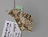  ( - BC ZSM Lep 24550)  @12 [ ] CreativeCommons - Attribution Non-Commercial Share-Alike (2010) Unspecified SNSB, Zoologische Staatssammlung Muenchen